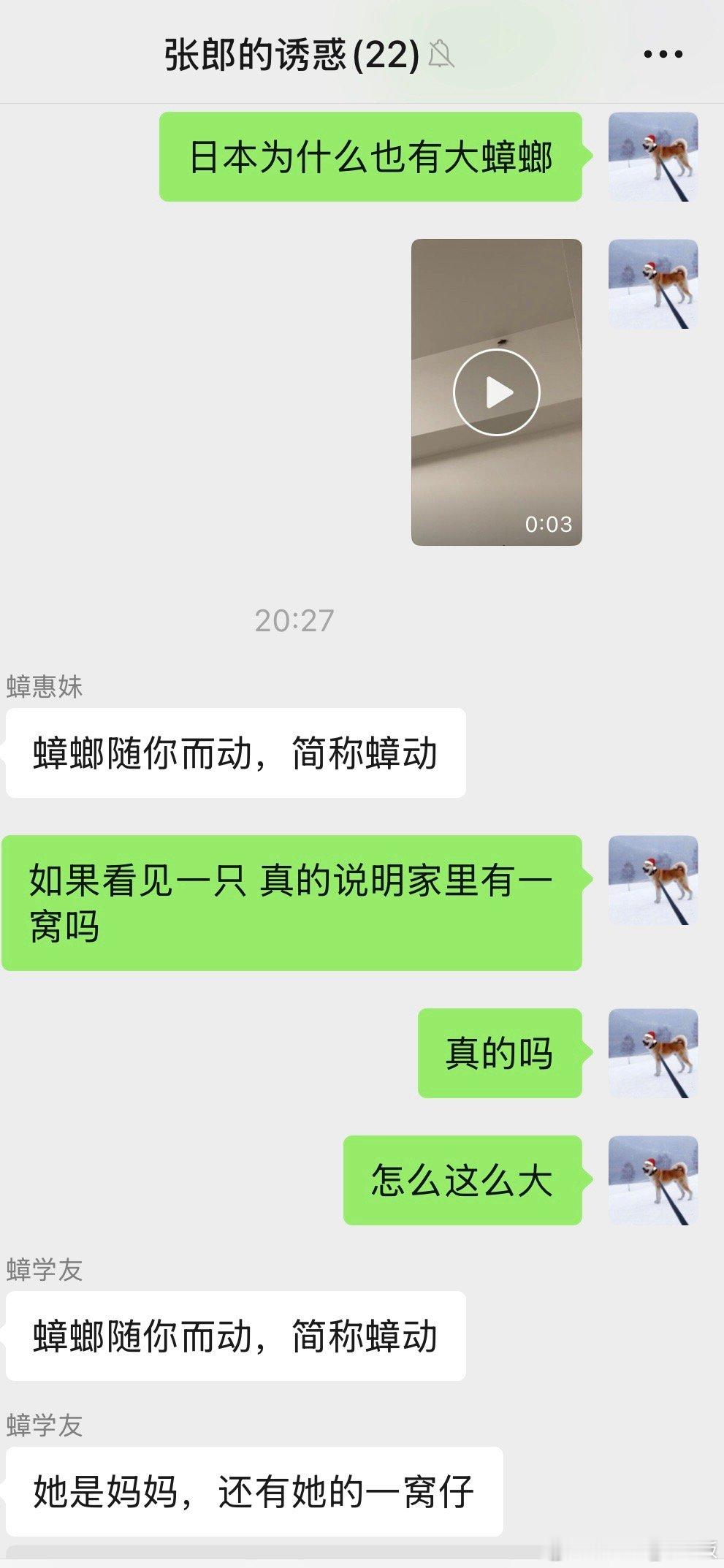 我在蟑螂群发恶心图的报应来了…刚才看到一只巨大的蟑螂在墙上快速移动..它才是真正