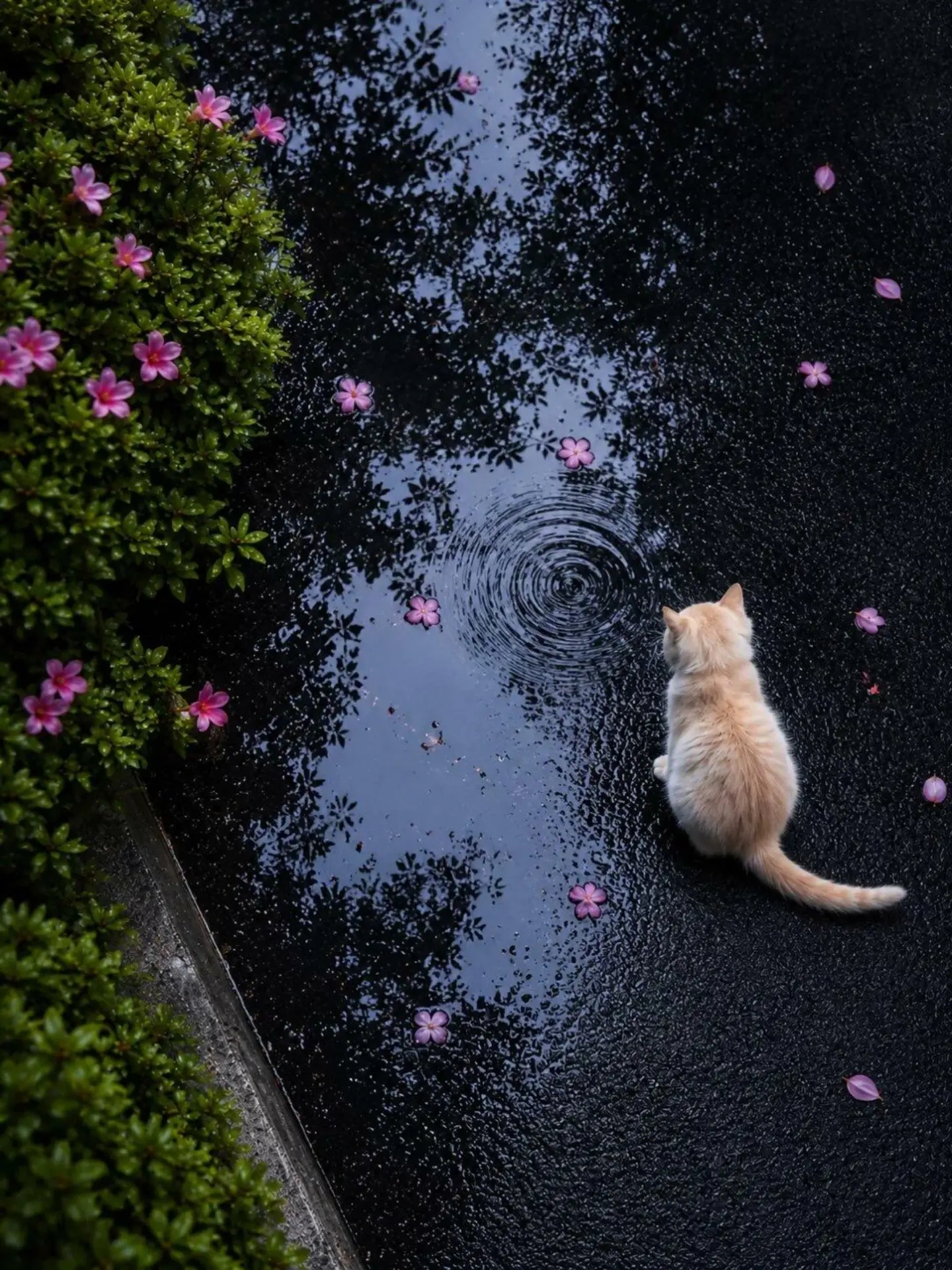 🐈 