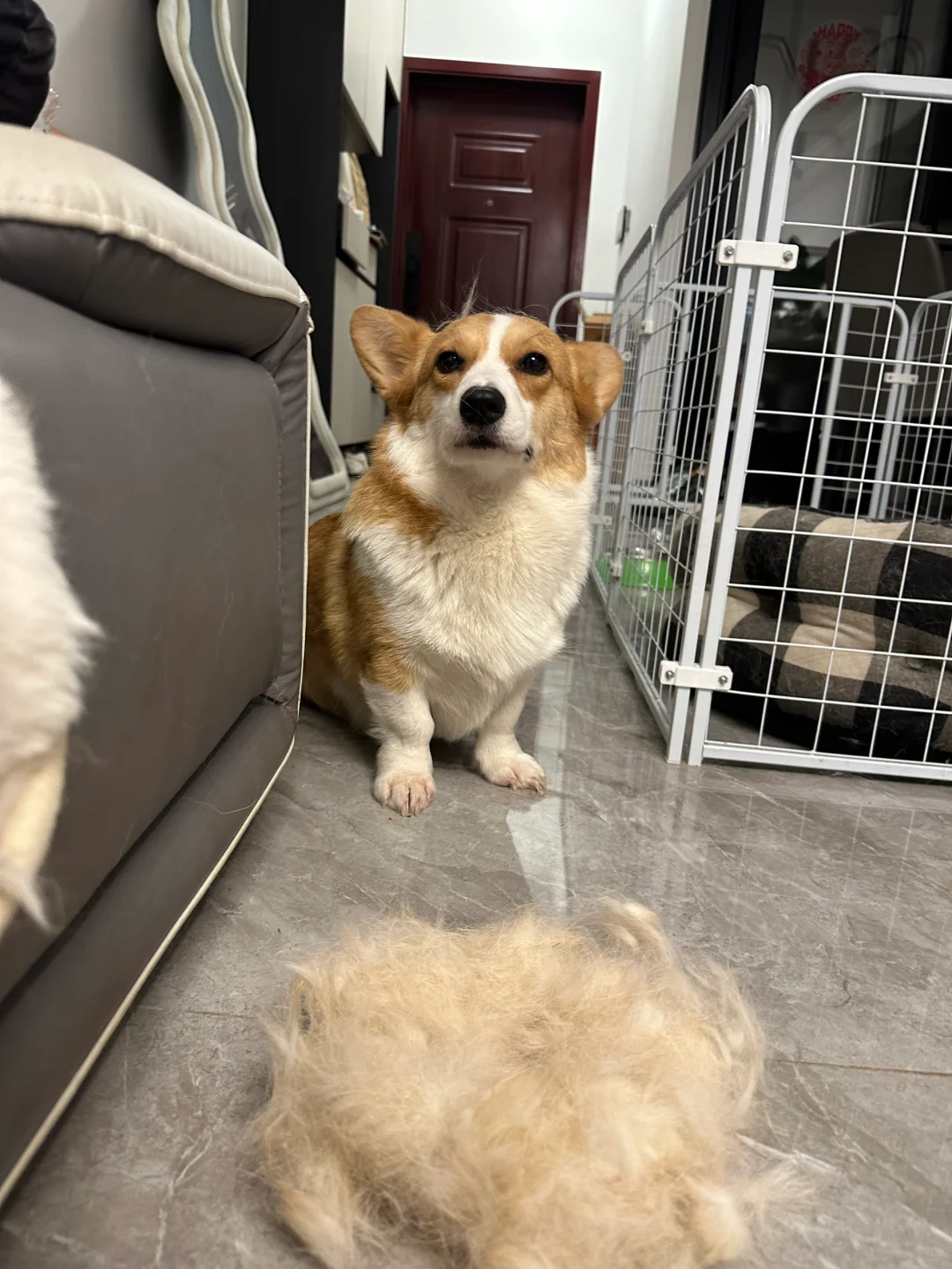 小狗狗也不知道它能掉这么多毛毛