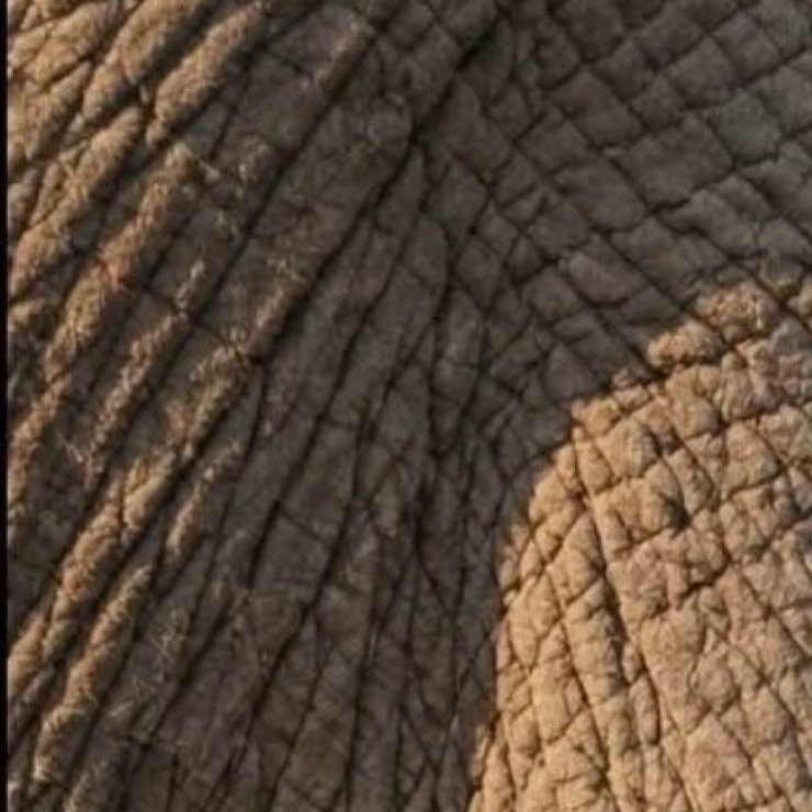 早安，周五欢悦🐘时序向秋，风渐温柔，愿我们沉淀心绪，蓄力前行，不负晨光！早安心