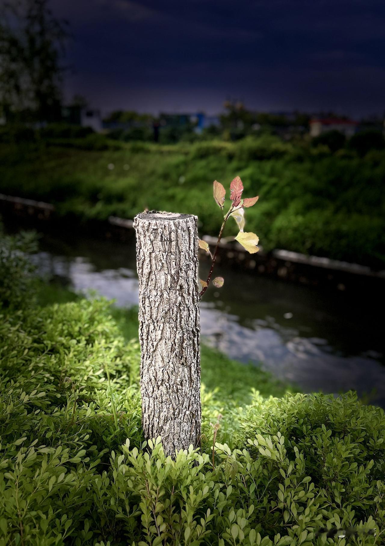 枯木逢春（随手拍）。昨日傍晚下班后，我去附近的小河边漫步，瞧见一截枯木抽出了新叶