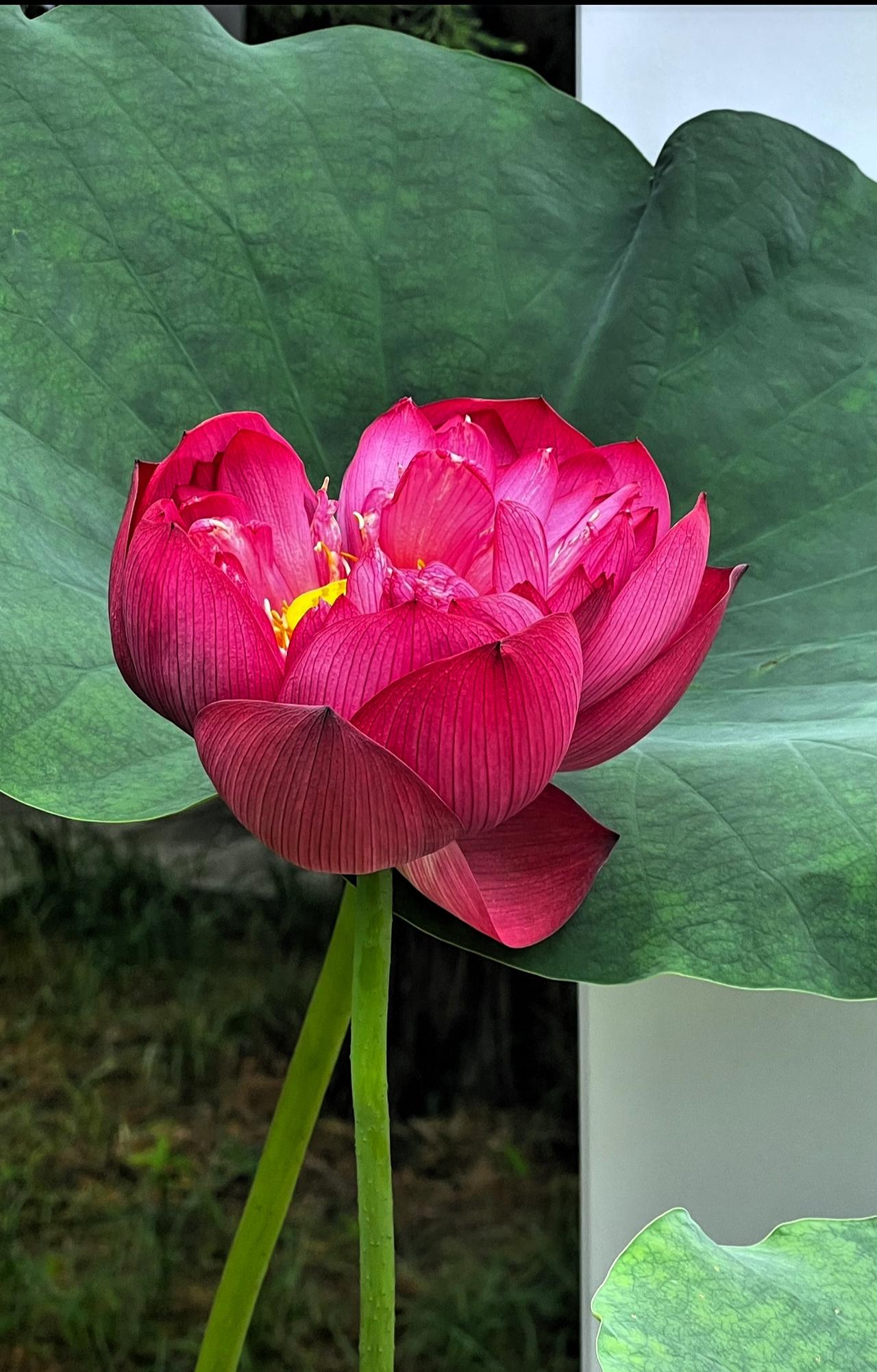 夏日里，红荷绝对是大自然最美的馈赠。近日，北京莲花池公园里面荷花盛放，把莲花池变