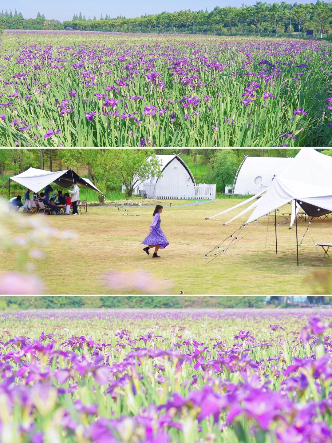 上海鸢尾花海真的很哇塞！
