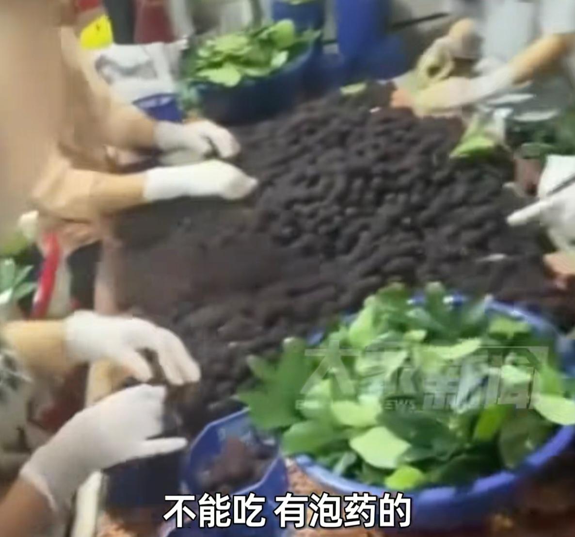 你今年还敢买杨梅吗？

每年五月，浮宫杨梅就该风光起来了。七百多年种植历史，国家