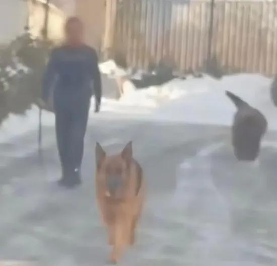 终于不用绕道走了！​ 大庆某小区里横行了数年的藏獒和它的“伙伴们”，终于要栓上绳