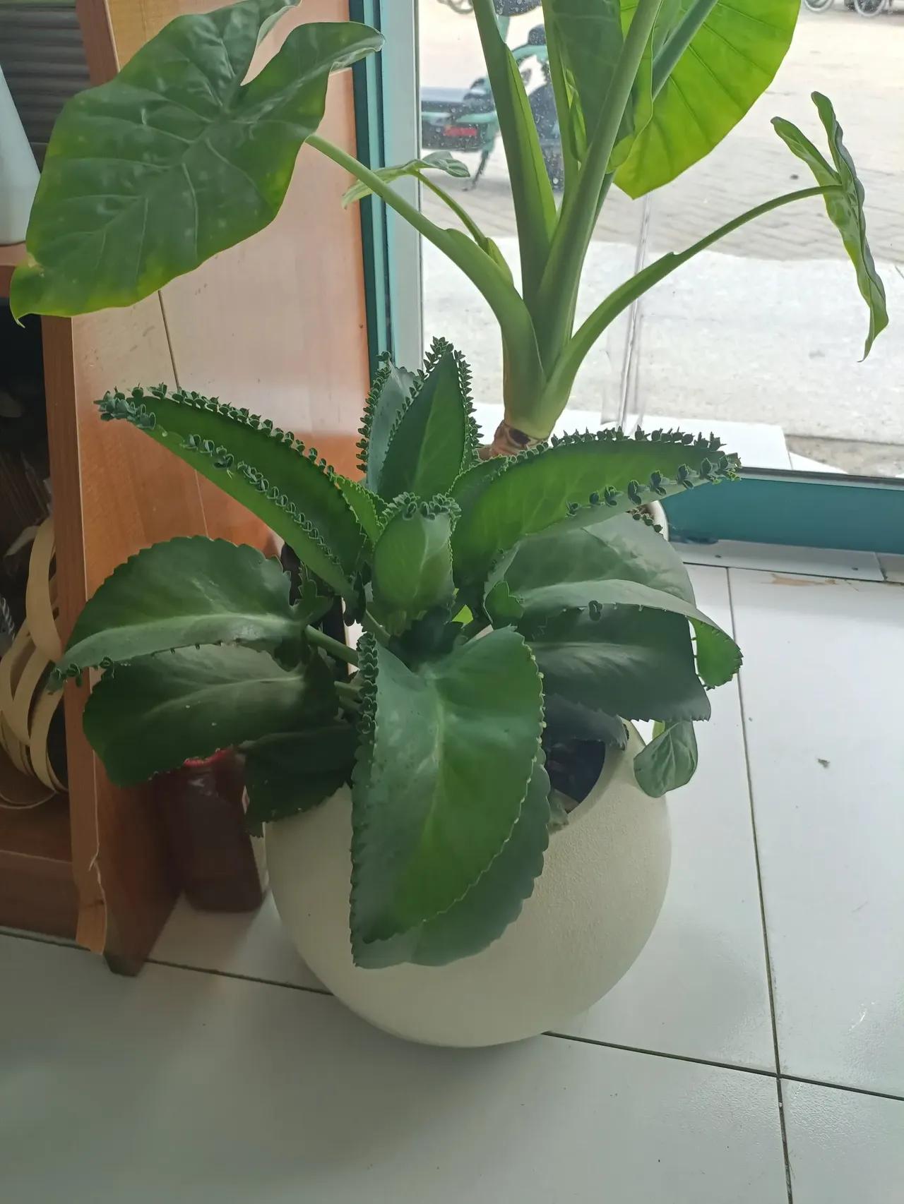 很多时候我都很羡慕我的嫂子，
因为她有一个非常非常好的婆婆，

把她当亲女儿，给