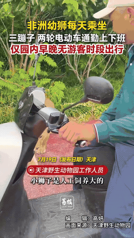 天津野生动物园的一非洲幼狮，每天乘坐饲养员的三蹦子或电动车在园内“通勤上班”，因