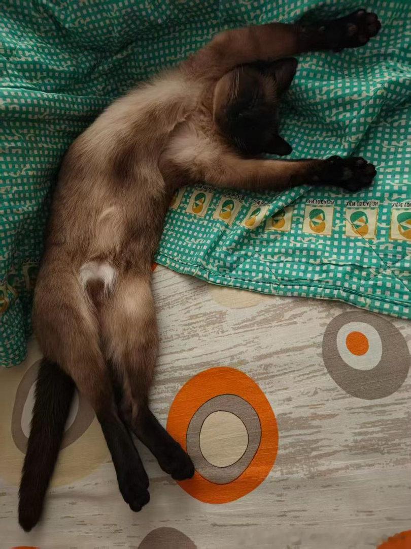 4093只黑脸到底是不是同一只猫？ 