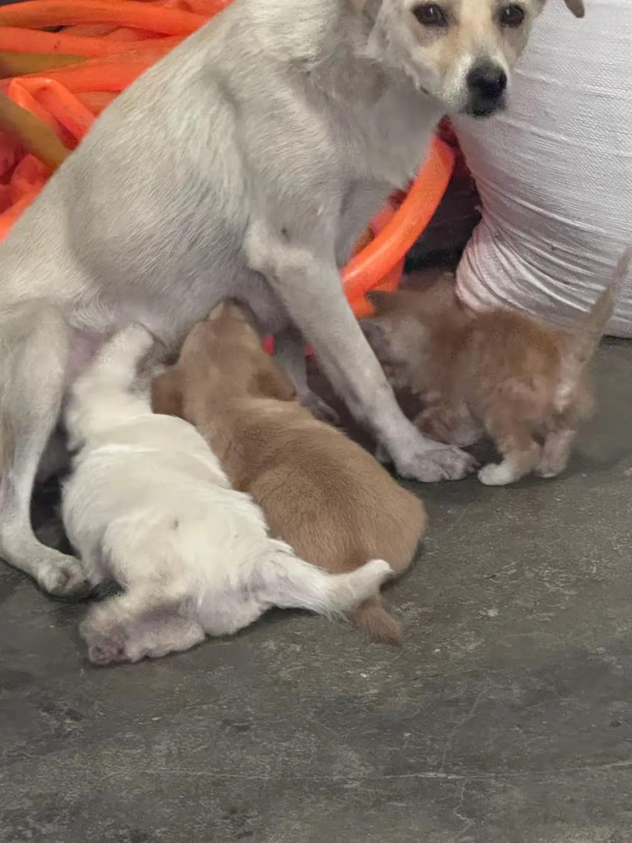 这只母狗接纳了一只流浪小猫来吃奶，每到吃奶的时候，小狗崽和这只小猫都来，这只母狗