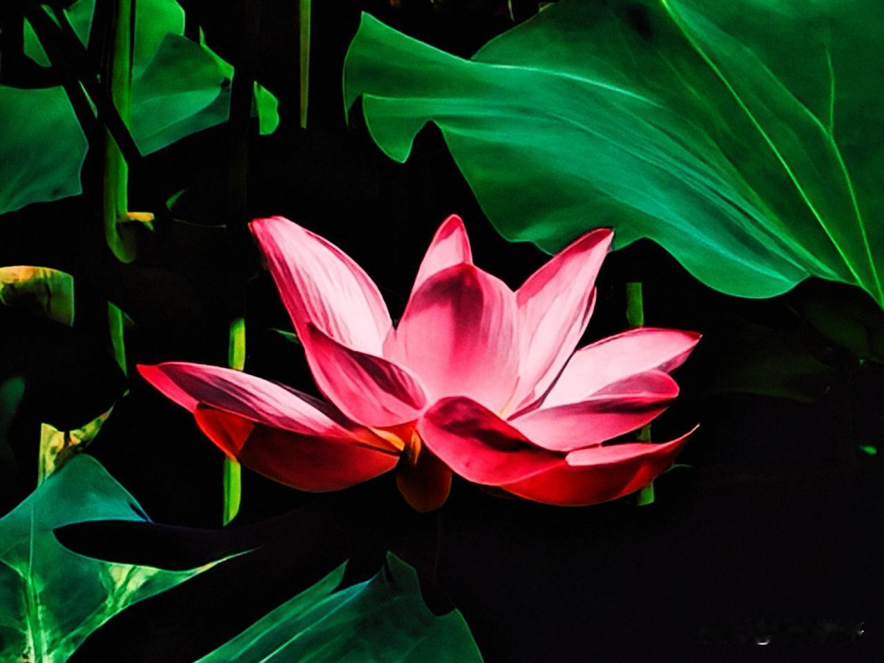 粉嫩莲花，静谧绽放，绿意盎然，自然之美