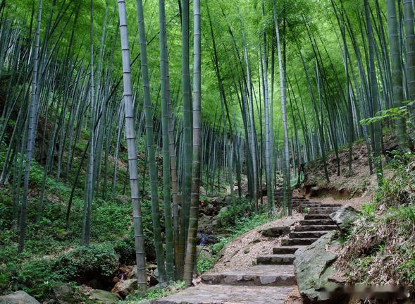 【宜兴竹海风景区】宜兴竹海风景区位于江苏省宜兴市，景区内山清水秀，一日之内，四季