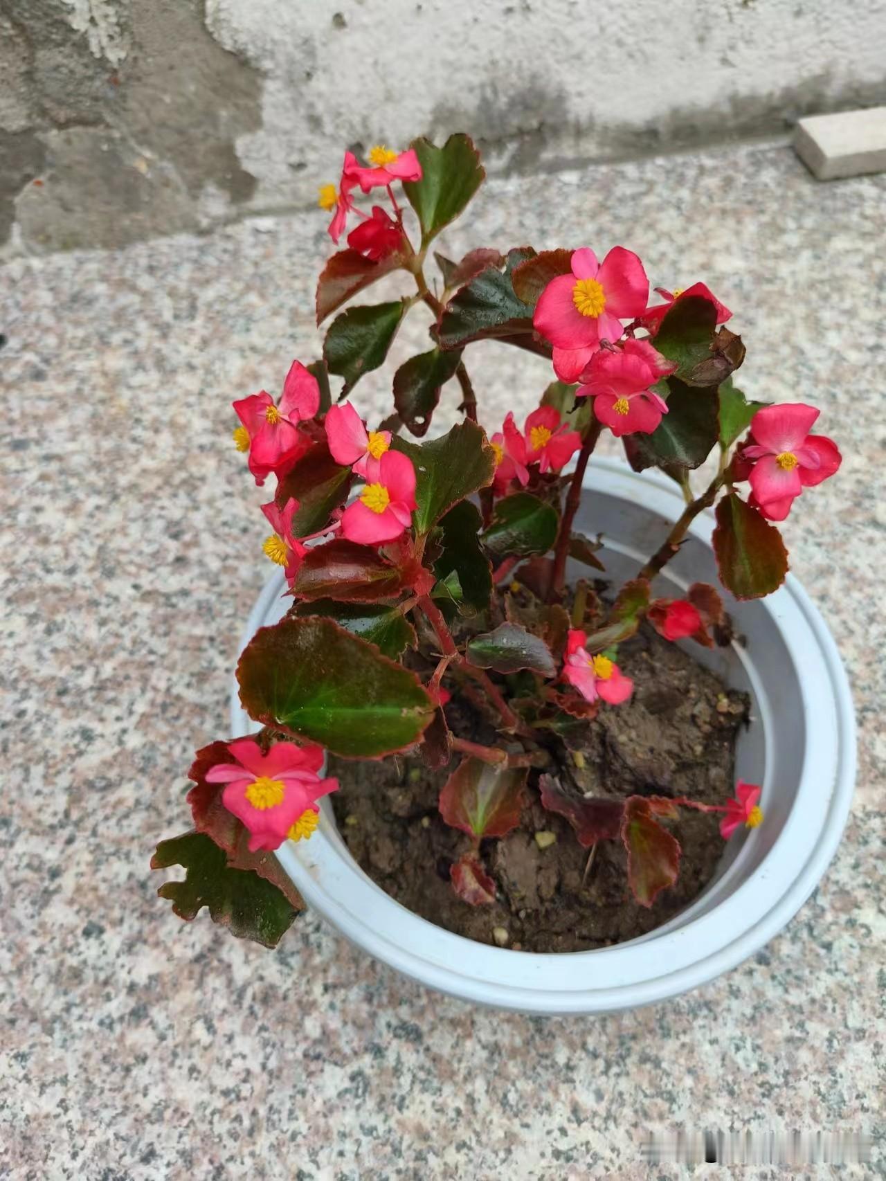 台风“巴威”有影响你的日常生活吗影响我们的生活不能出去瞎逛，拍视频，看展览，损失
