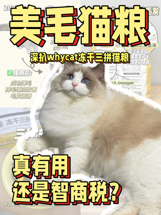 猫咪爆毛的“隐藏密码”，终于被我找到了！