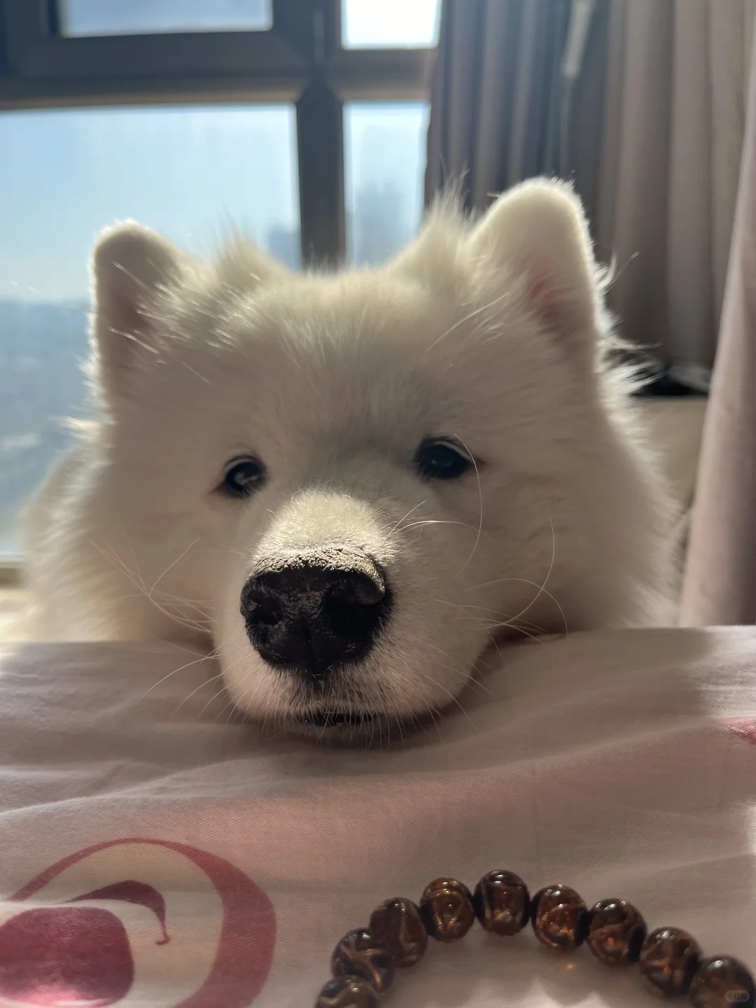 来叫你开空调的小狗🧊