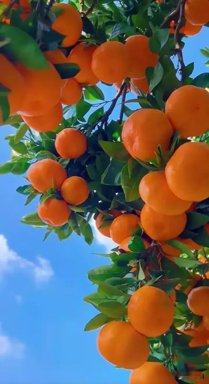 《行香子·吉果呈祥》
 
心态人参，
情暖慈根。
亲情润、岁岁温存。
知音结义，