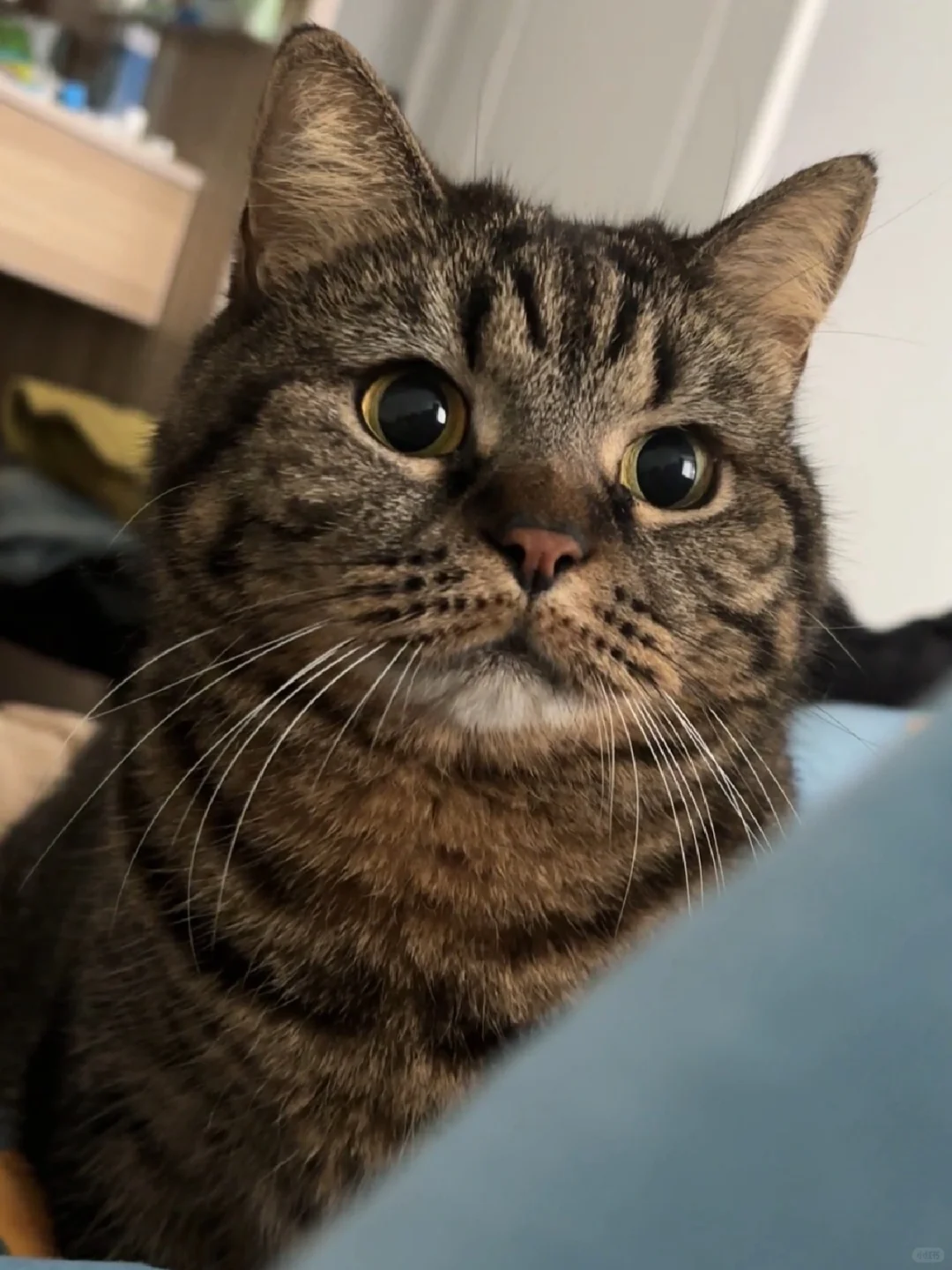 原来是小猫养了我