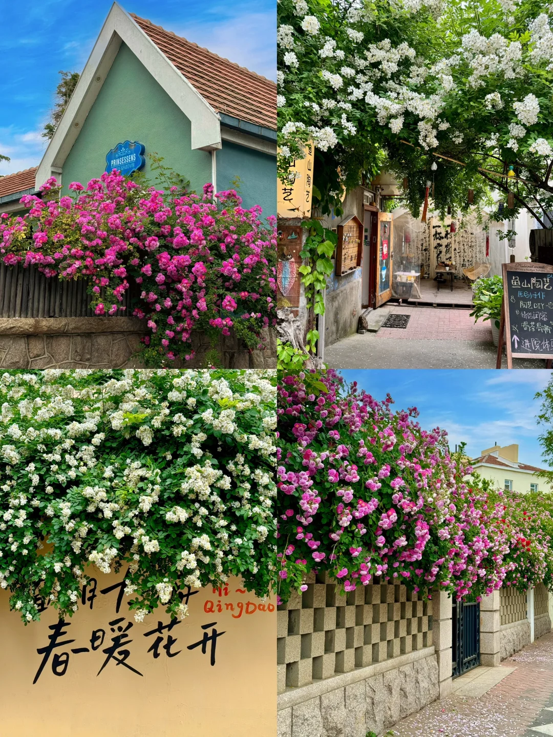 青岛老城区蔷薇🌸拍照合集！附citywalk路线