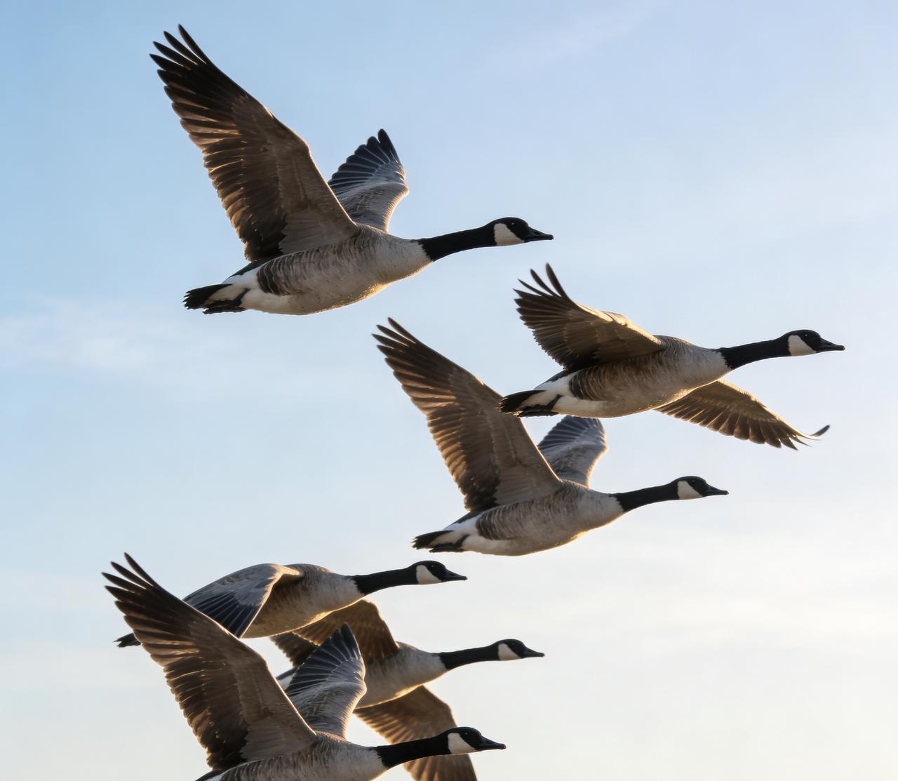 图们市凉水大雁又来了

春江水暖鸭先知，图们江畔雁归来！

这几天，图们市凉水镇