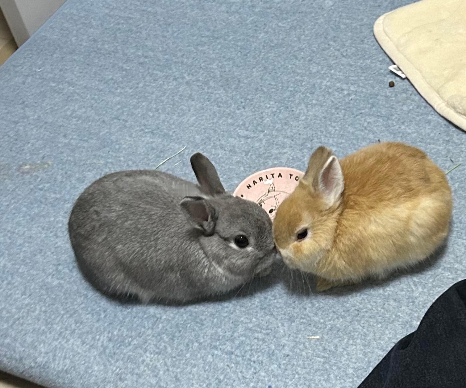 8605【🐰打架中】都说子女不和多半是老人无德，真的吗 ​​​