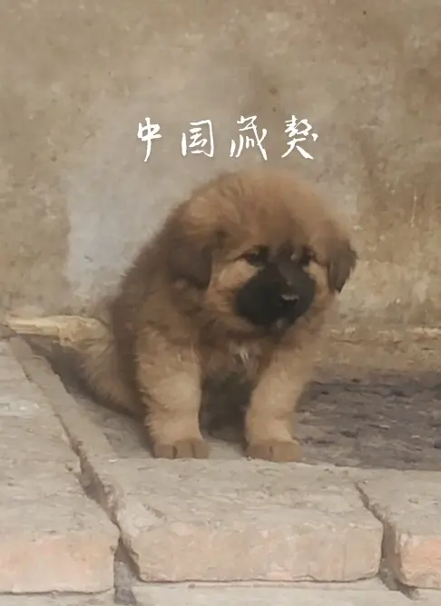 主打的就是一个真实 藏獒 狗富贵