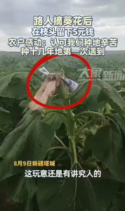 新疆塔城一男子在地里种了很多向日葵，他去地里面看向日葵成熟了没有，没想到他竟看到