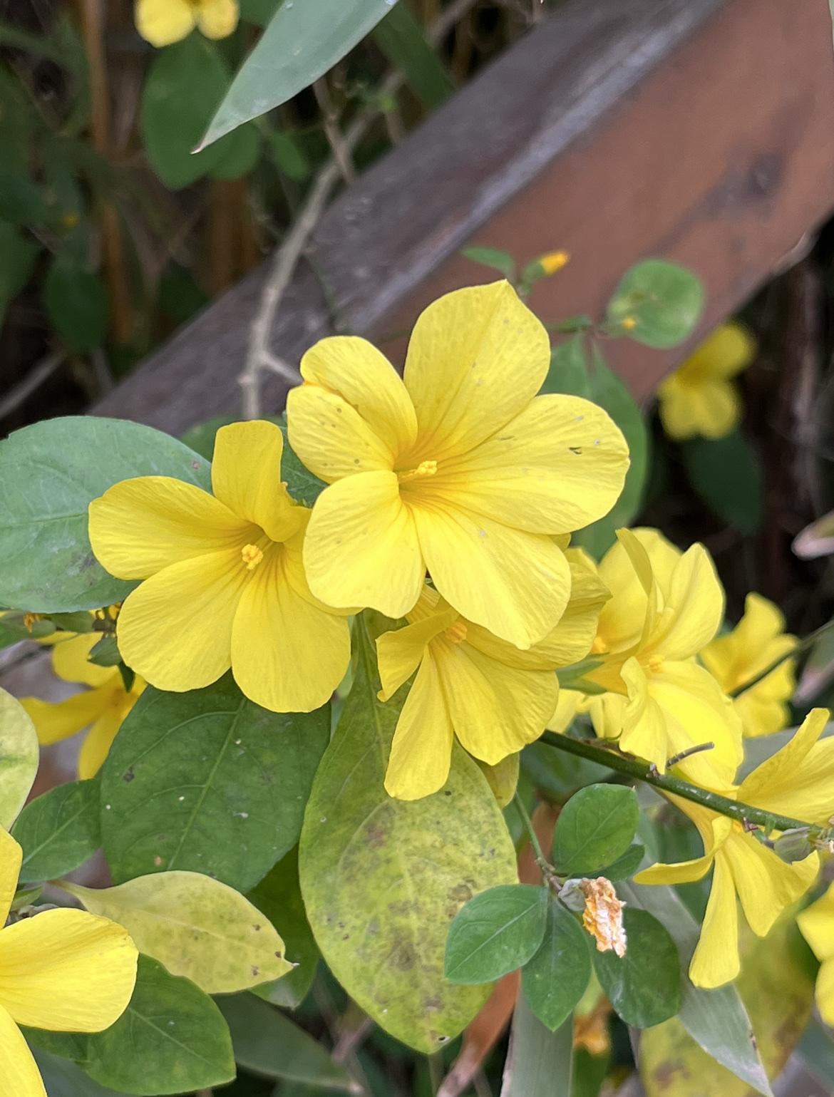 @豆包 你是真豆包吗

假不假，
真做假时假亦真！
真不真
姓贾如何来证明！