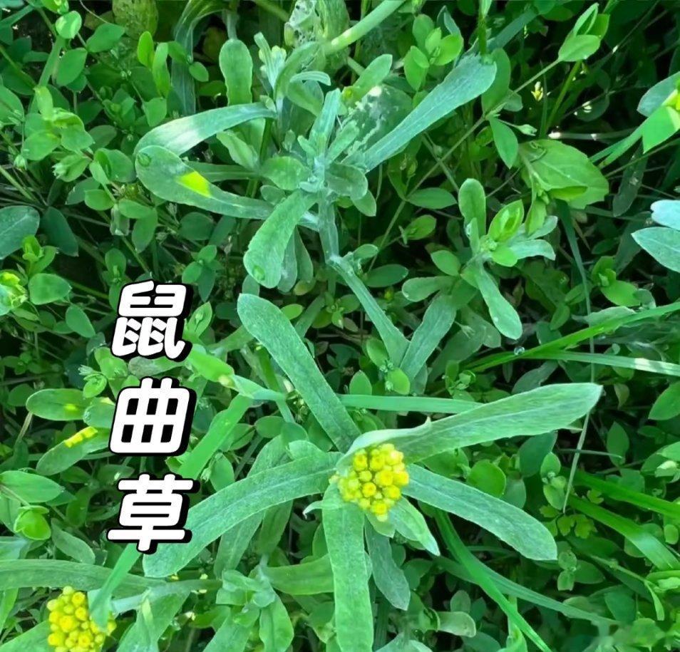 鼠曲草，有着佛耳草、绒毛草等一连串有趣的别名，还被叫做羊耳朵草、老棉絮草和毛毛头
