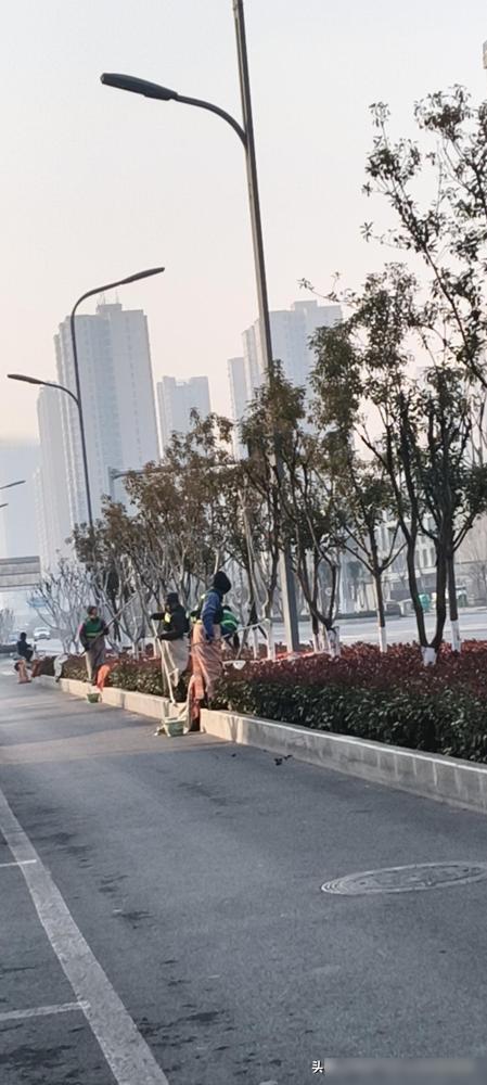 大道上工人忙着给小树“涂白”，原来藏着这些门道！一大早走在大道上，撞见几位工人师