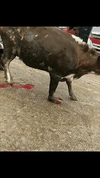 也去去屠宰场是更好的解脱～