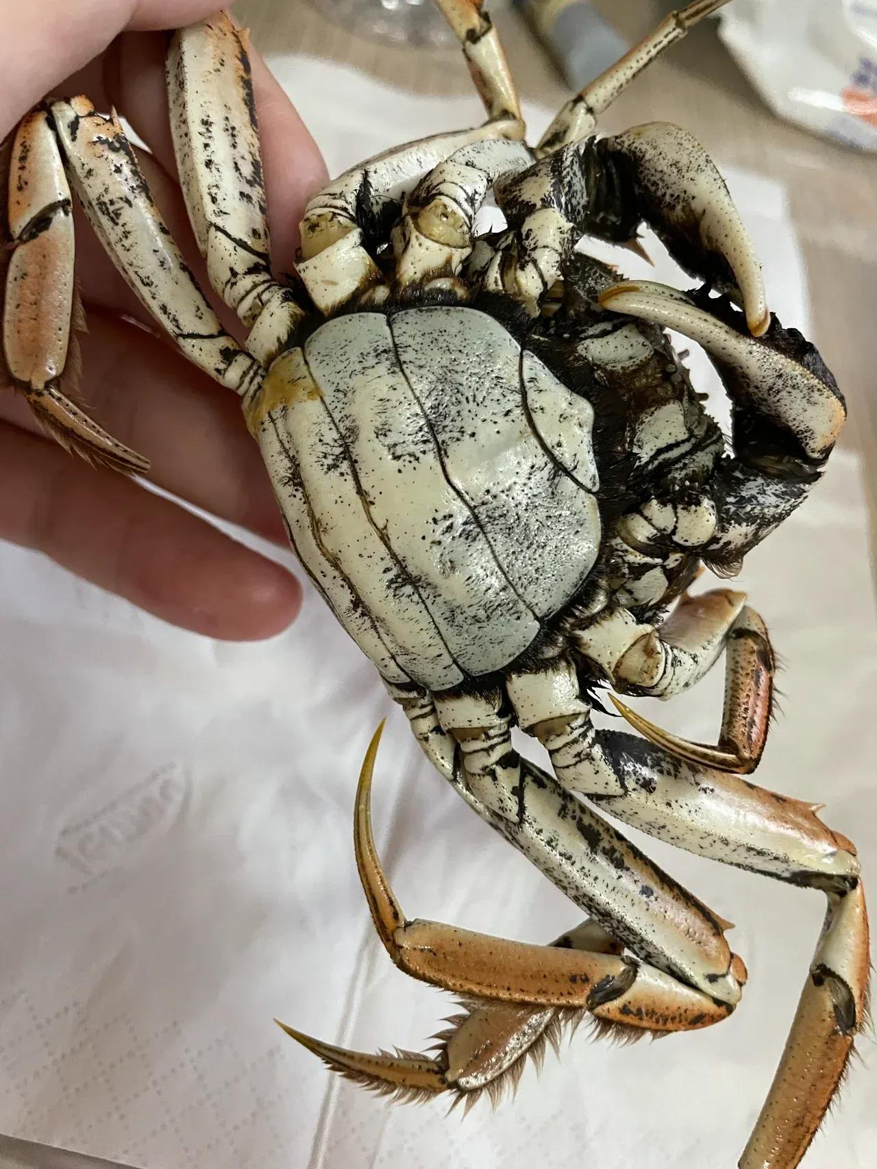买了几只大闸蟹，蟹老板说，没泡药水，所以这么黑！这是真的吗？

今天想奢侈下，在