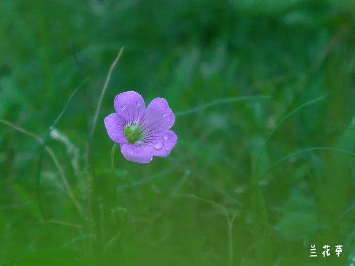 一朵小小花，也是铜垂草。
松下相机拍摄于野外草地，孤独不喧哗。