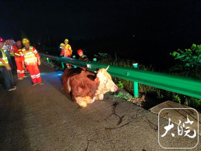 【#高速公路上掉落了三头活牛#：多部门展开行动成功擒牛‌】#京台高速上演擒牛大战