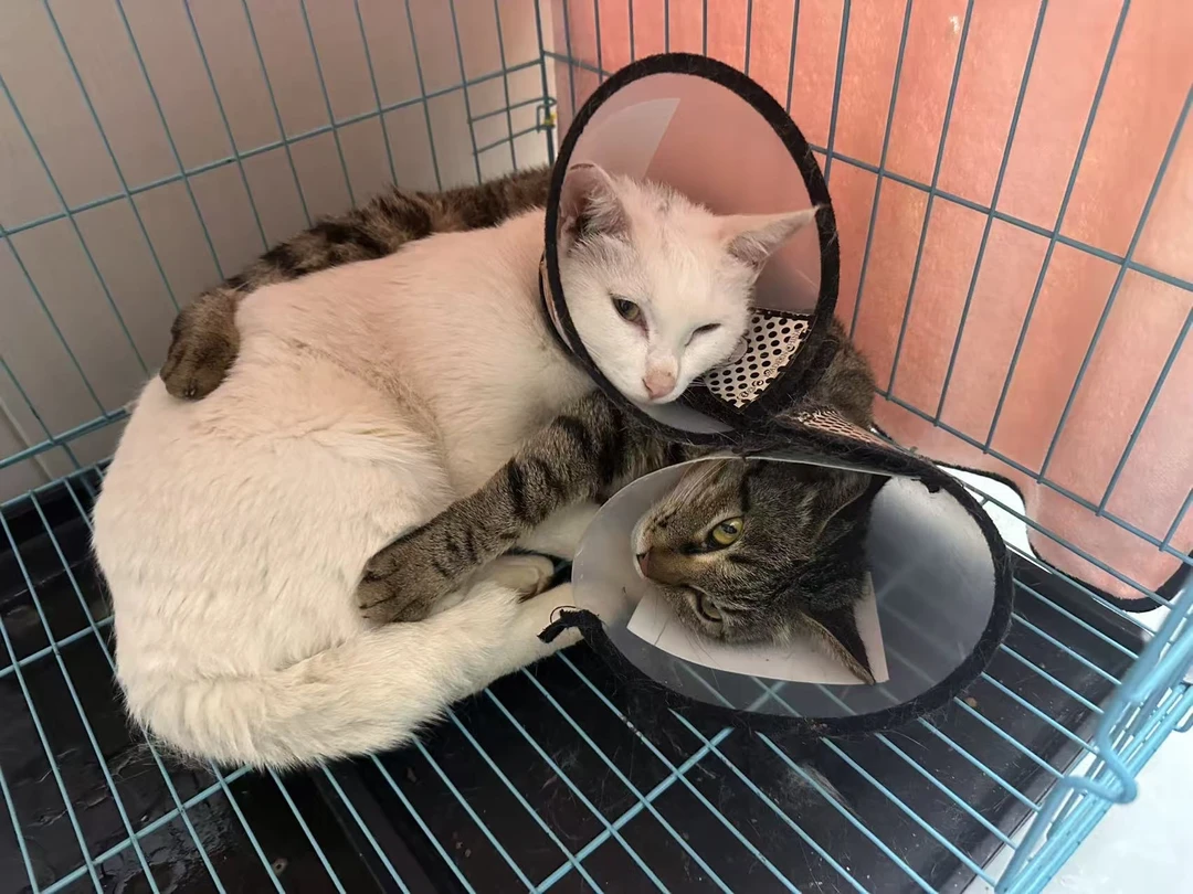 在妈妈怀抱里就不害怕了🐱