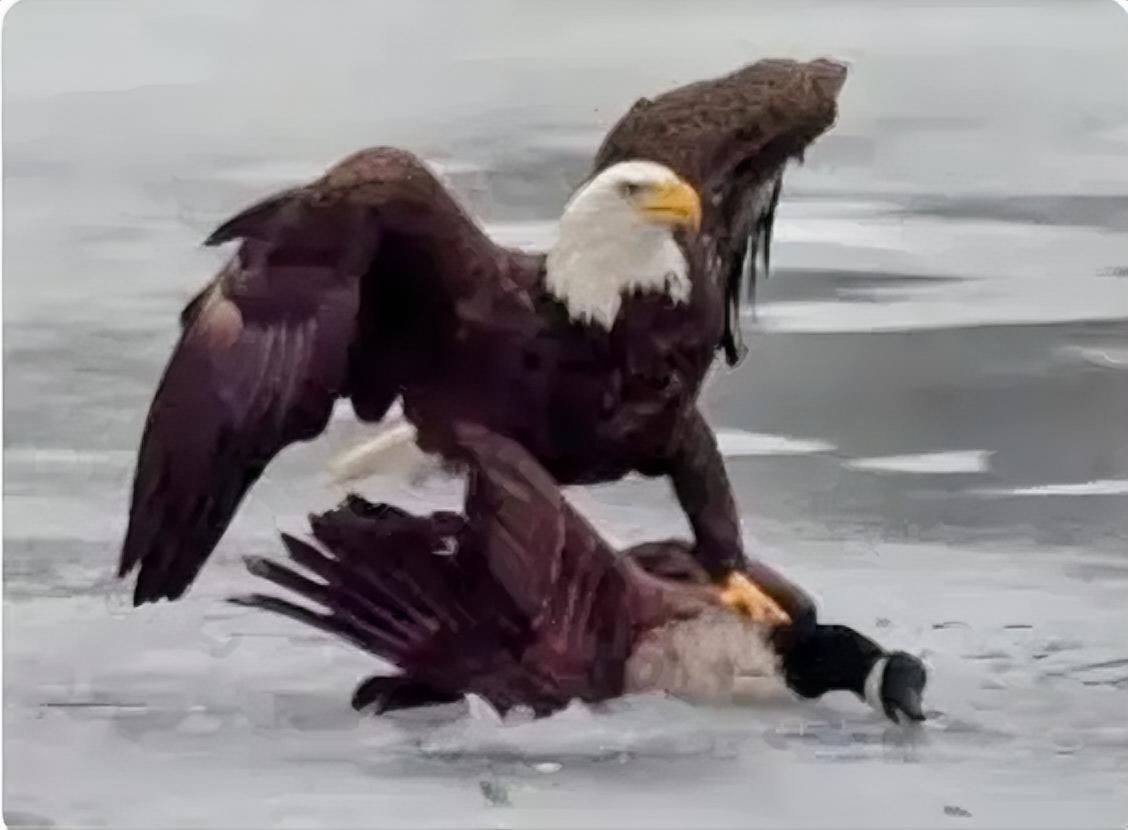 图片是北美洲特有的大型猛禽，也是美国的国鸟、美国国徽的核心标识元素––白头海雕。