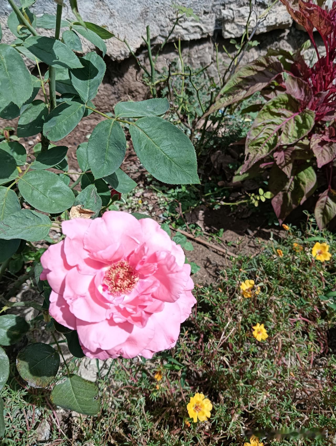 秋日生活打卡季秋天的月季🌹🌸季花开的正艳，如果我们的生活也是这样红红火火该有