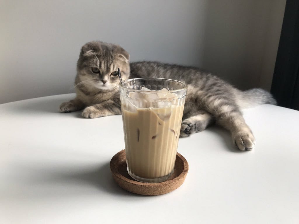 随机猫猫 