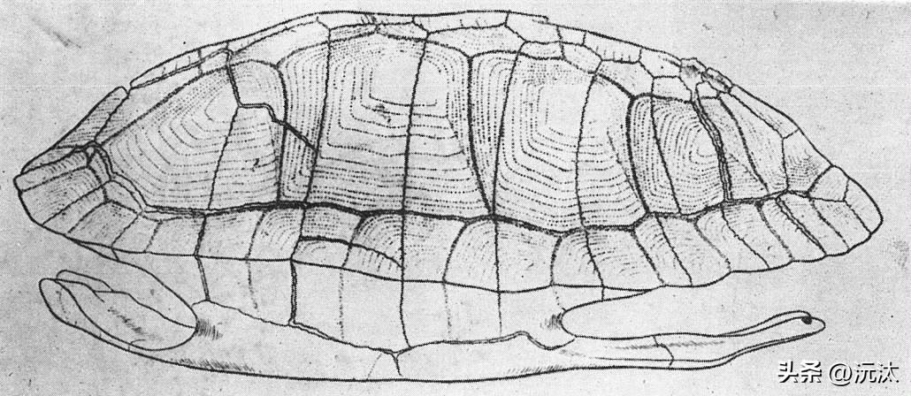 甲骨，龟甲和牛骨。沅汰博物馆  

刻甲骨文的“骨”最多的是肩胛骨，一般是牛的肩