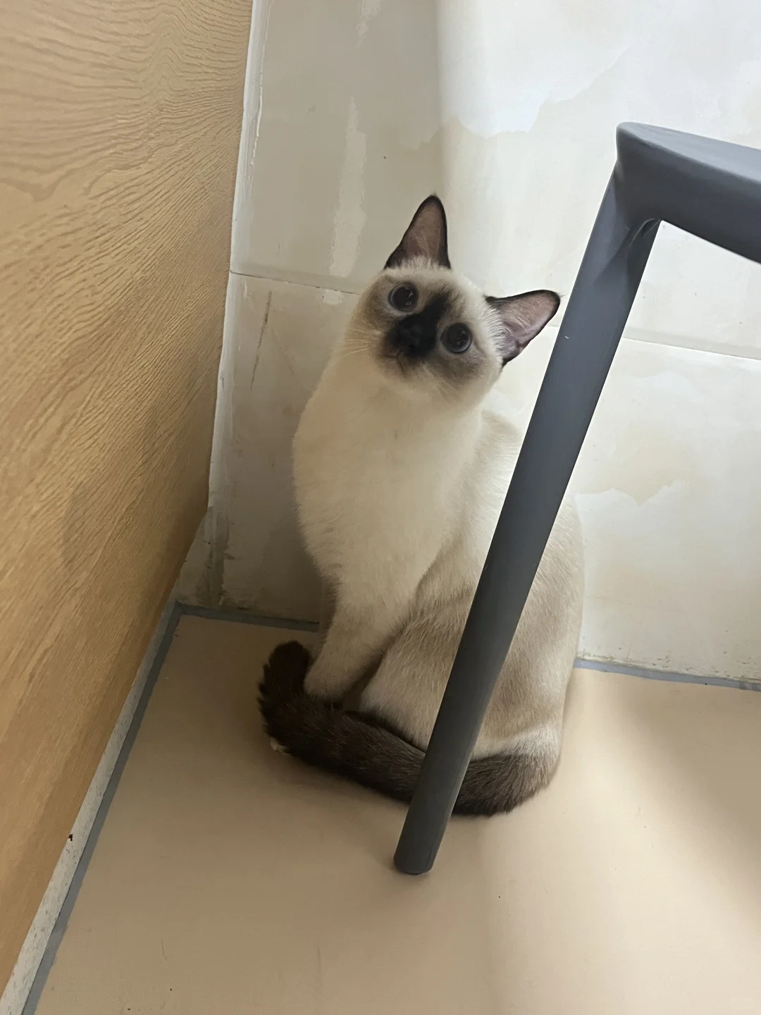 小怂猫上线