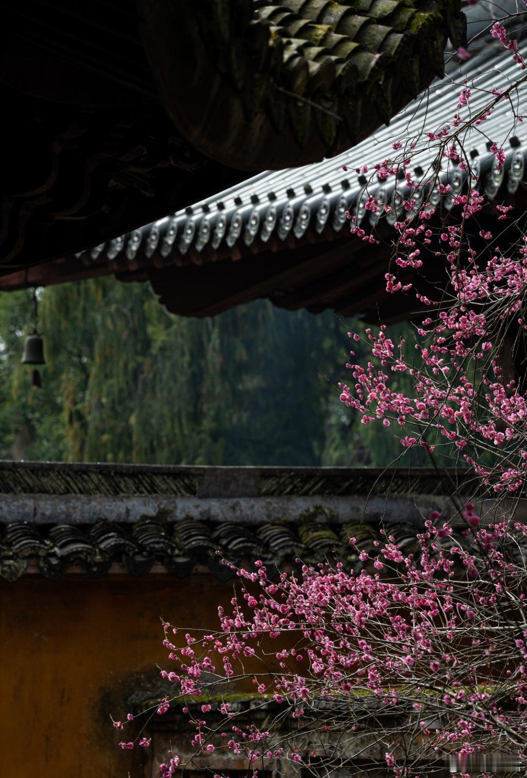 浙江天台山国清寺的梅花，古寺和梅花搭配，绝美 