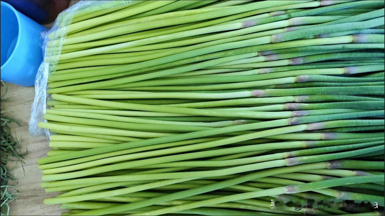 刷抖音的时候刷到蒜苔，还能水培开花，我还是改不了好奇的毛病，动手能力又强，立马去