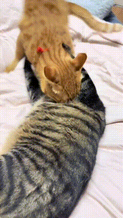 猫咪玩的好好的，妈妈突然端来一碗“翔”，于是猫咪开始扒拉埋“翔”