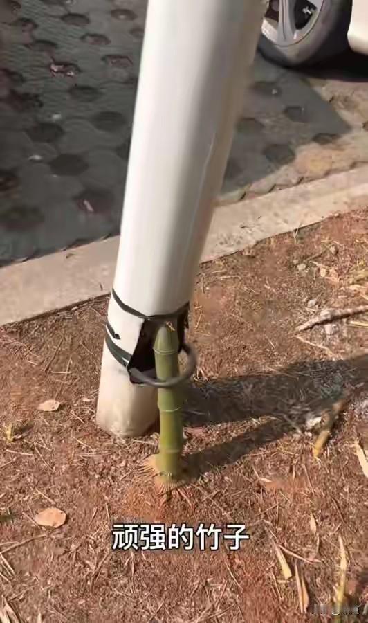 这是浙江绍兴新昌县的一棵网红竹子，从路灯竿底部的豁口处钻了进去，沿着悠长的路灯竿