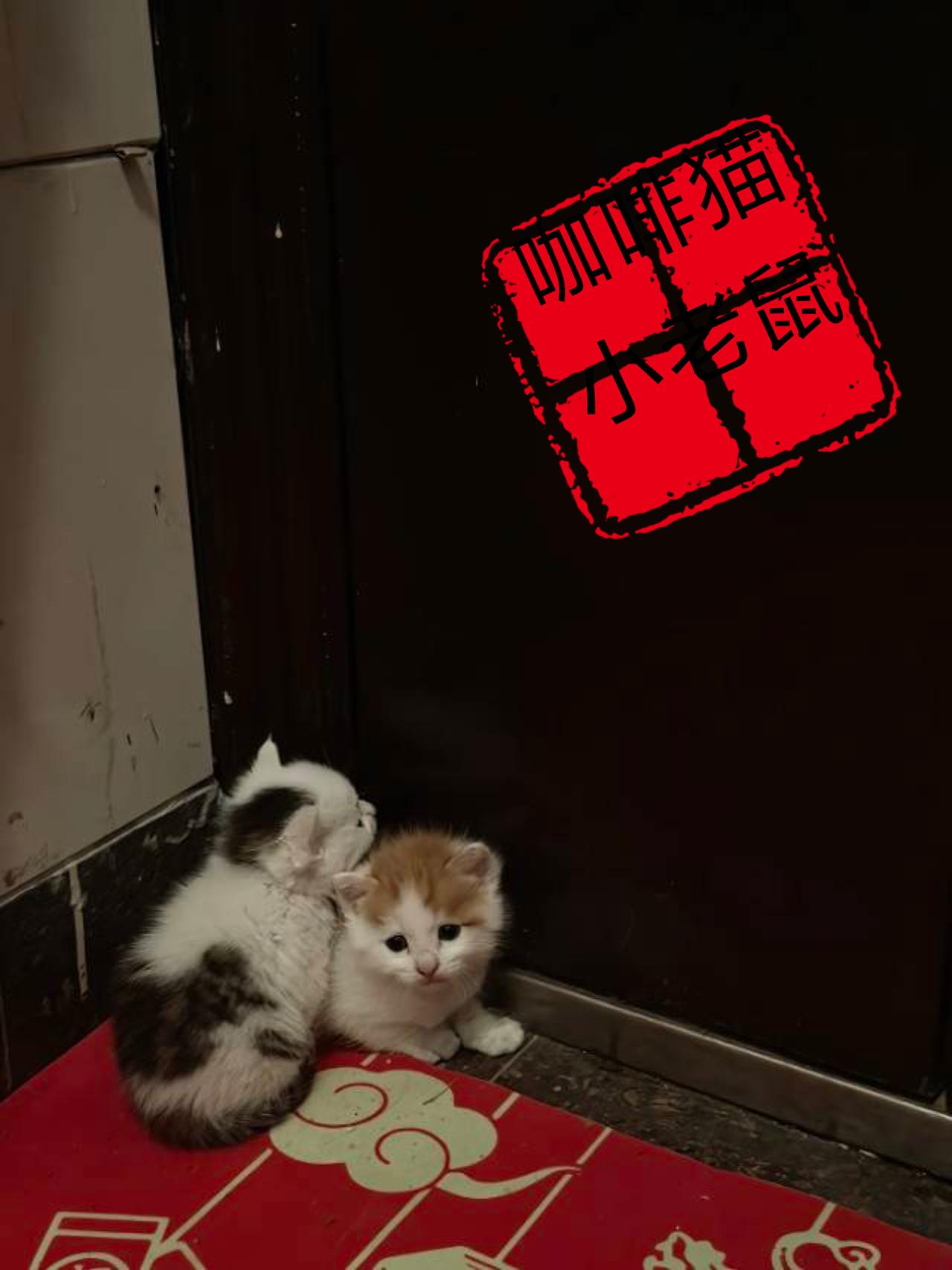 猫妈妈把自己的幼崽叼到了曾经喂养过他们的好心人门前，将小猫安顿好以后，她竟然头也