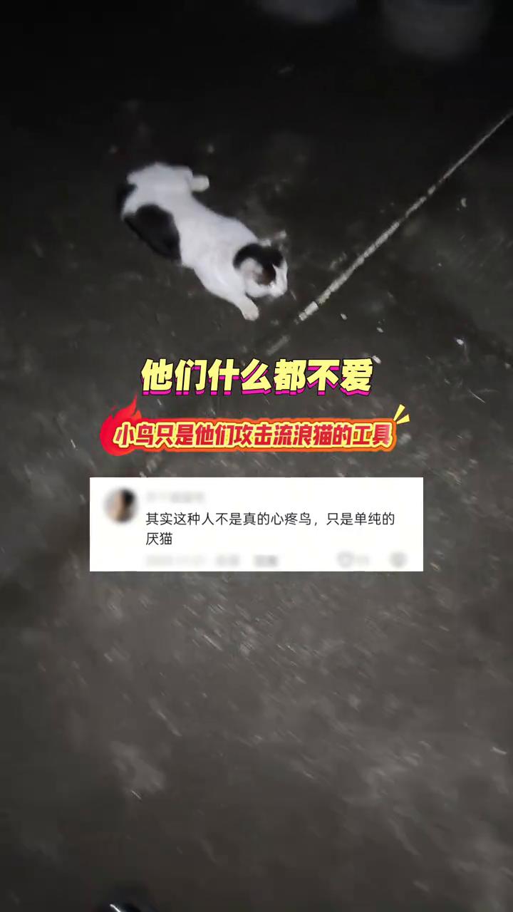 他们什么都不爱，小鸟只是他们攻击流浪猫的工具。其实这种人不是真的心疼鸟，只是单纯