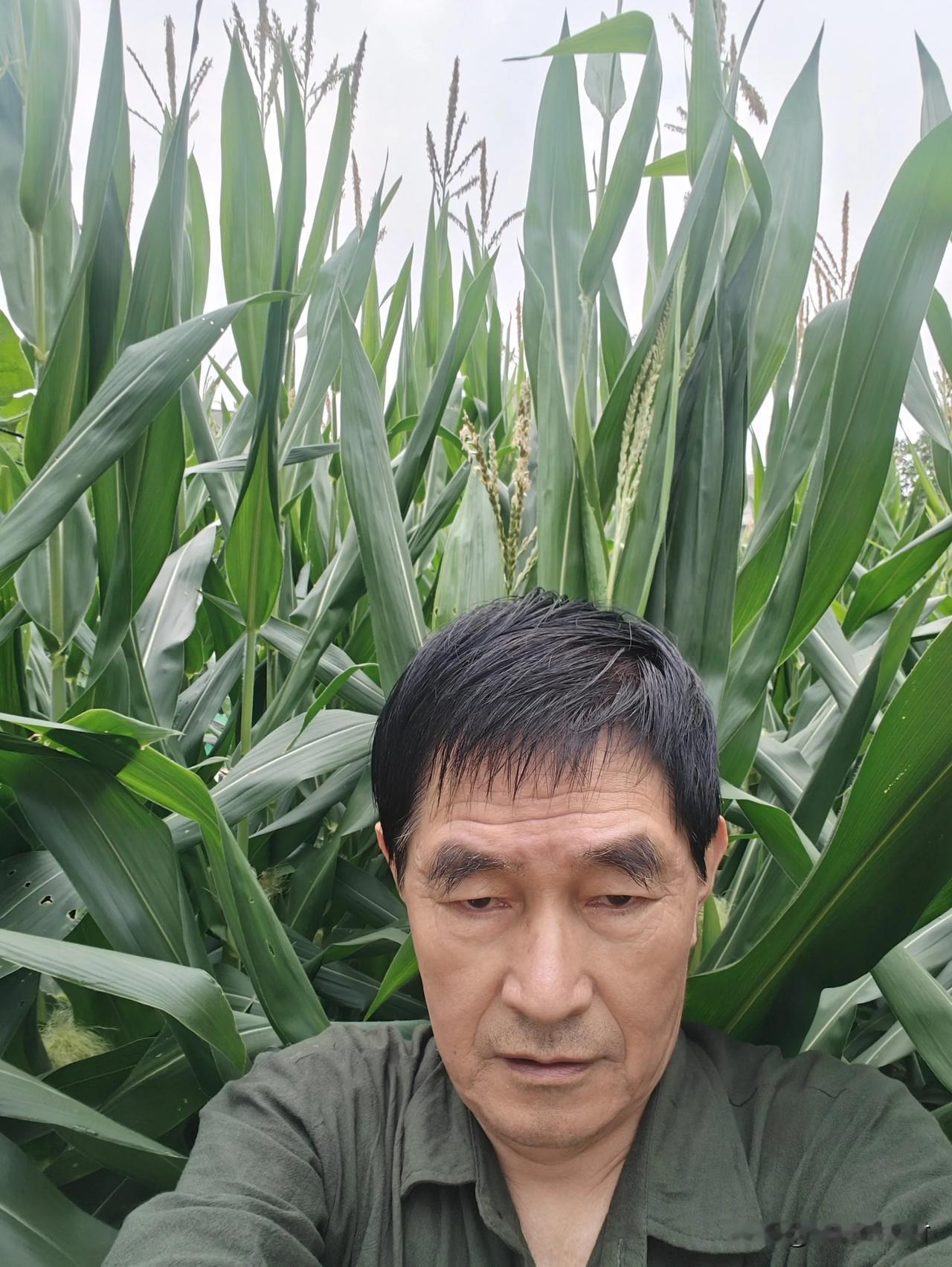 买的杂交玉米种，竟长成了转基因玉米。玉米秆足有两米多高，叶片呈直立状生长。
我身