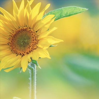 当你事事不顺的时候，那就去攒福报：
 
有很多来访者，提问：婚姻不顺怎么办？财运