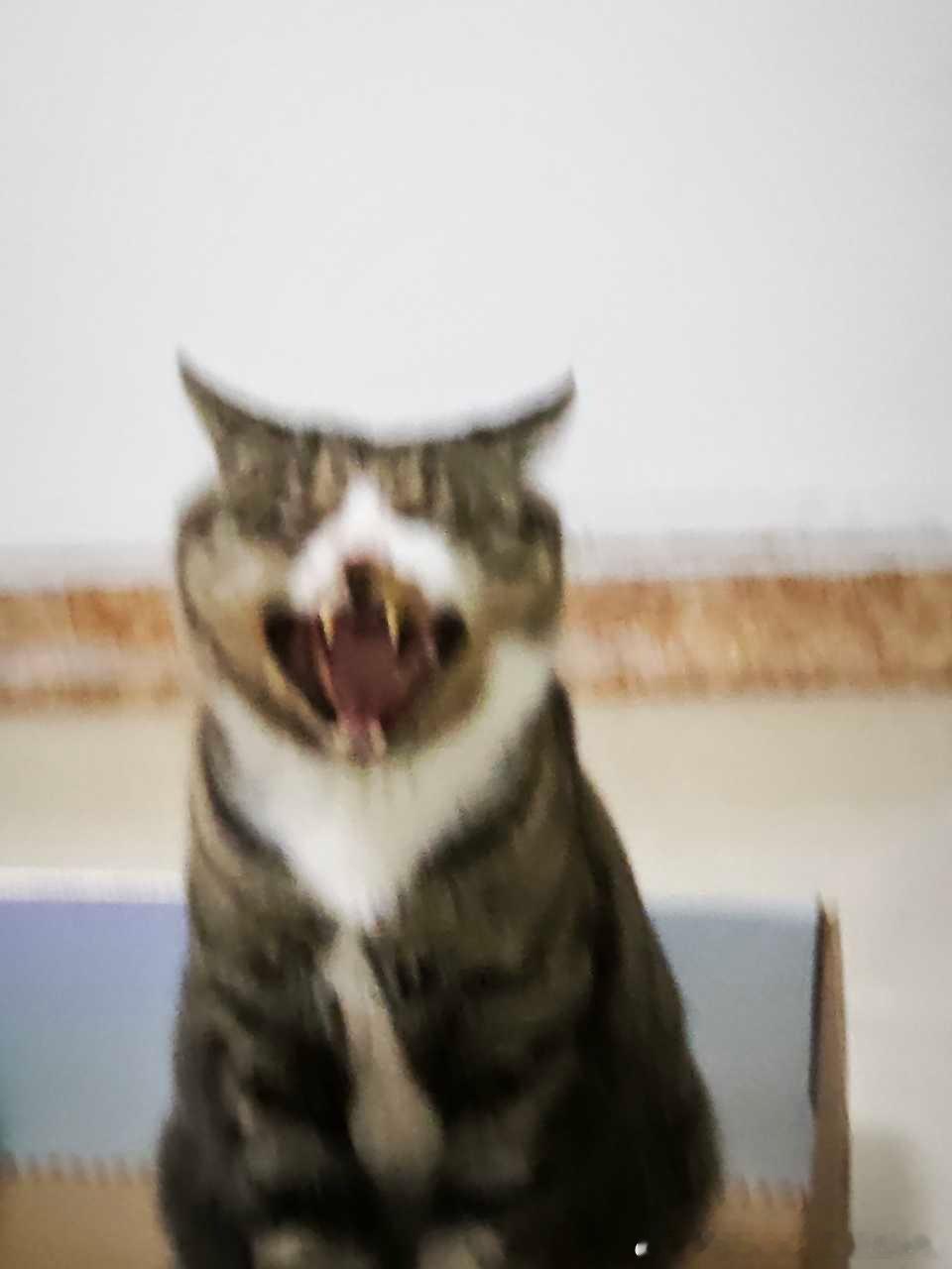 49766【丑猫】心灵丑，我拍完这张他就冲过来挠我 