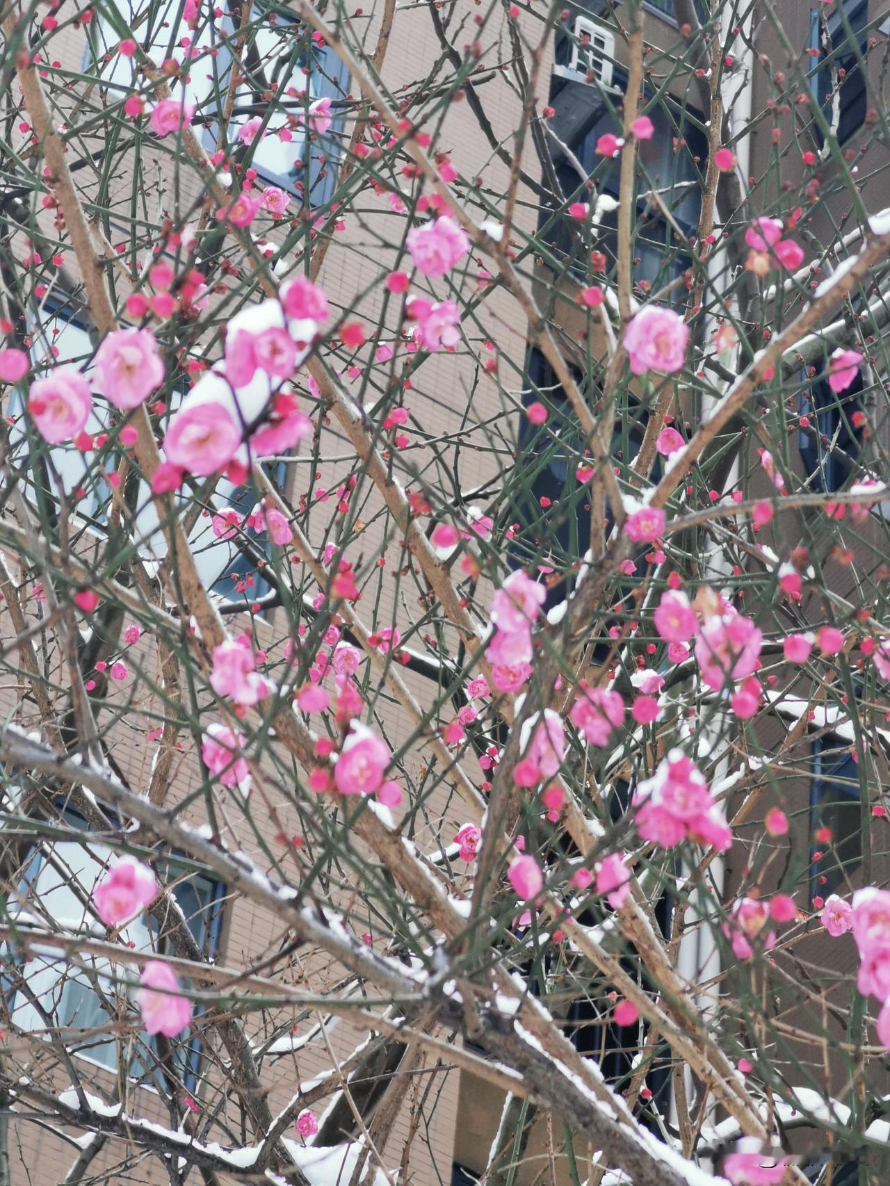 下联：冬霜冬雪冬梅红，对上联秋风秋雨秋叶黄。