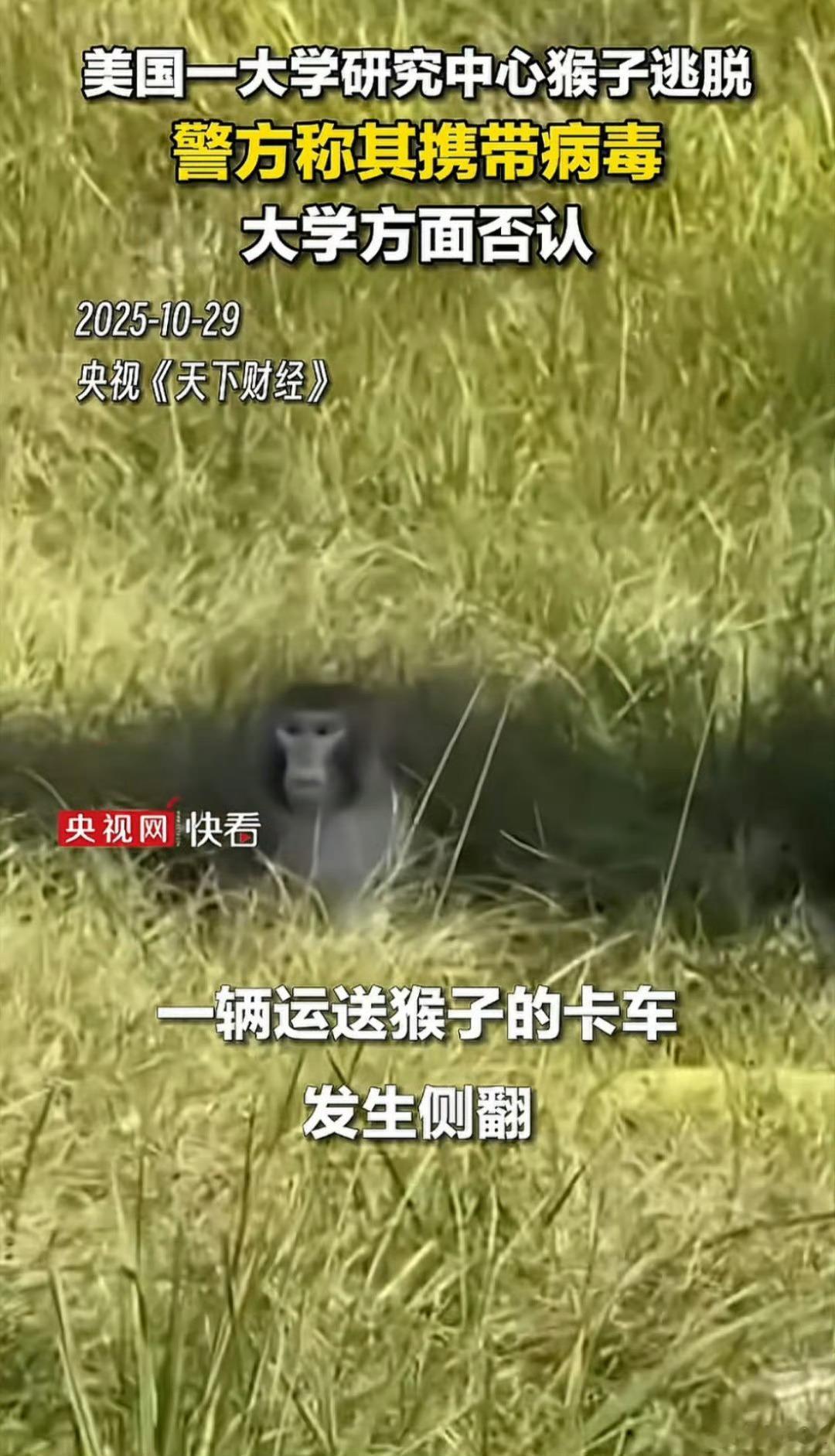 疑似携带病毒的猴子在美国逃脱美国这糟糕地方又跑一次！！这次是六只携带丙型肝炎、疱