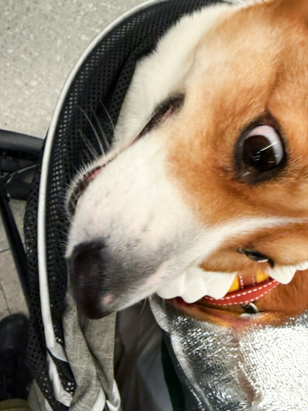 宠物博主张极又又又上线啦！还坐上小推车了啵啵幸福的哟~今天jer个样